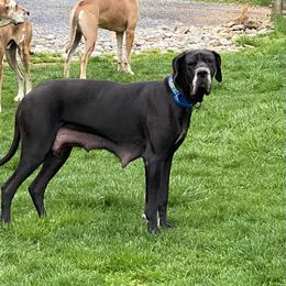 Whiskey - Great Dane