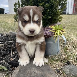 Pomsky and Siberian Husky Puppies from Osiris’s Siberians & Pomskies