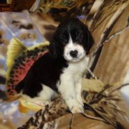 English Springer Spaniel and Poodle Puppies from Haskeez