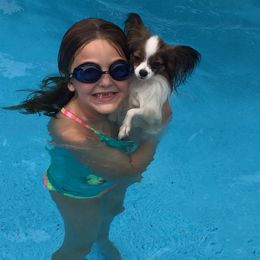 Papillon Puppies from A Breed Apart Papillons