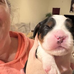 Coco - Tri-color male Cavalier King Charles Spaniel puppy in Melbourne, Florida from Majestic Cavaliers of Melbourne FL