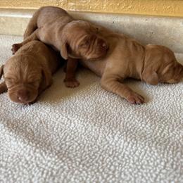 Girl 3 - Golden rust female Vizsla puppy in Albany, Texas from Big Country Kennels