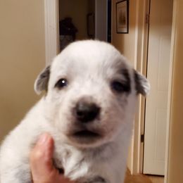 Eye patch - Blue mottled male Australian Cattle Dog puppy in Lenoir, North Carolina from Blue Coyote Ranch