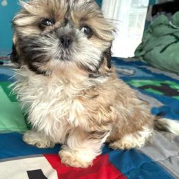 Girl 1 - Tricolor female Shih Tzu puppy in Stroudsburg, Pennsylvania from Puppyville Pa Shih Tzu & frenchies