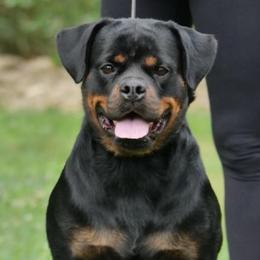 Chicka - Rottweiler