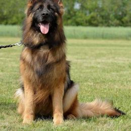 Shyla - German Shepherd