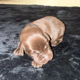 Black - Chocolate male Labrador Retriever puppy in Kinta, Oklahoma from Beaver Creek Kennels