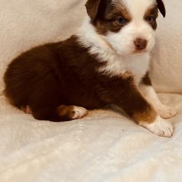 Chubs - Red tri-color male Australian Shepherd puppy in Fort Recovery, Ohio from Mud Path Australian Shepherds