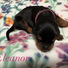 Eleanor - Black and rust female Doberman Pinscher puppy in Coplay, Pennsylvania from By My Side Germans Shepherds & Dobermans
