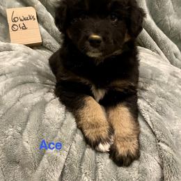 Ace - Black tri-color male Australian Shepherd puppy in Wisconsin Dells, Wisconsin from Nicara kennel
