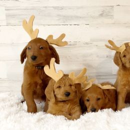 Goldendoodle, Labradoodle, Labrador Retriever, and Poodle Puppies from Katie K9