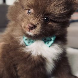 Pomeranian Puppies from Lucky Poms