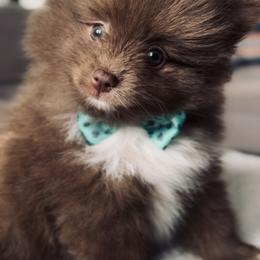 Pomeranian Puppies from Lucky Poms
