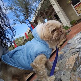 Shih Tzu Puppies from Shantii's Shih Tzu's