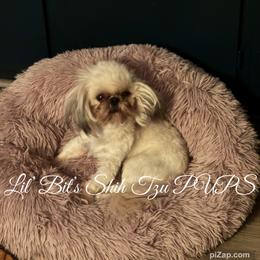 Lil' Man - Gold and white Shih Tzu puppy in Walkertown, North Carolina from Lil’ Bit’s Shih Tzu