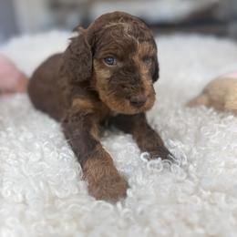 Yellow Collar - Black and tan male Irish Doodle puppy in Indiahoma, Oklahoma from Farm Fresh Doodles