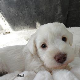 Romeo therapy line AKC Black collar White Choco classic - Liver male Miniature Schnauzer puppy in Temple, Texas from Schnauzers Of Taylor