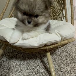 Pomeranian Puppies from JD Poms