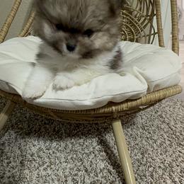 Pomeranian Puppies from JD Poms