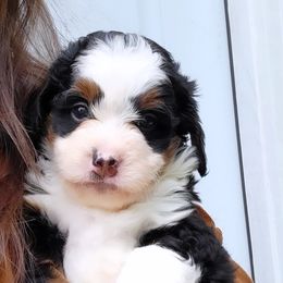 Bernedoodle Puppies from Ever After Doodles