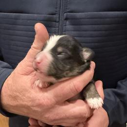 Stella - Black tri female Miniature American Shepherd puppy in Ballico, California from SierraVu Minis