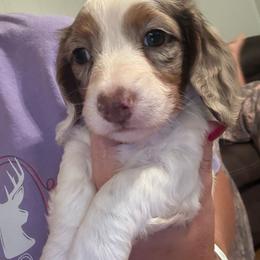 Male 3, DAPPLE PIEBALD - Dapple male Dachshund puppy in Quitman, Mississippi from S-and-A Kennels