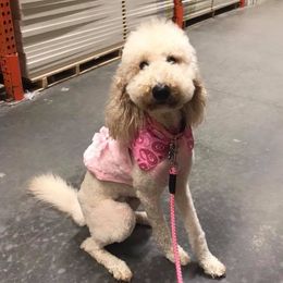 Goldendoodles and Poodles from Southern Doodles and Poodles