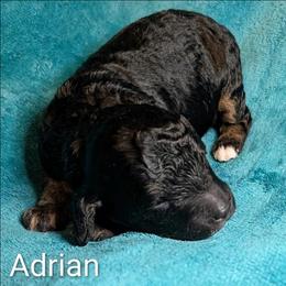 Adrian - Black and tan male Cockapoo puppy in Sunset, Louisiana from Cano Cockapoos