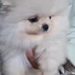 Miso - White female Pomeranian puppy in Salem, Oregon from PNW Dynasty Poms
