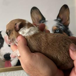 Luterra - Sable and white male Cardigan Welsh Corgi puppy in San Antonio, Texas from White Paws Cardigan Corgis