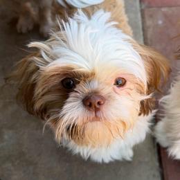 Buster - Sable and white male Shih Tzu puppy in Victorville, California from RUMBLE n TUMBLE