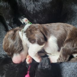 Portuguese Water Dog Puppies from Autumn Branch Farm Portuguese Water Dogs