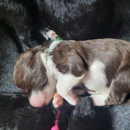 Portuguese Water Dog Puppies from Autumn Branch Farm Portuguese Water Dogs