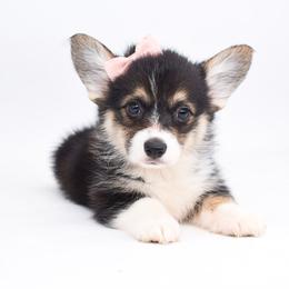 Kasumi (redheaded tricolor female) - Black and tan female Pembroke Welsh Corgi puppy in San Antonio, Texas from Moxxi's Legacy Corgis