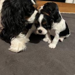 Cavalier King Charles Spaniel Puppies from Pam's Cavalier King Charles Spaniels