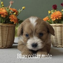 Jason - Apricot male Cavapoo puppy in Oklahoma from Rocky Oak Cavaliers & Biewer Terriers LLC