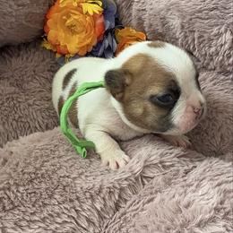 Boy 2 - Fawn male French Bulldog puppy in Galt, California from The three little frenchies