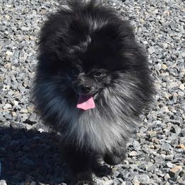 Benny - Pomeranian