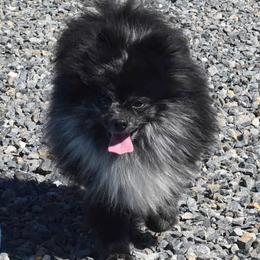 Benny - Pomeranian