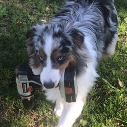 Australian Shepherd Puppies from Dixie Australian Shepard