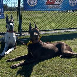 Great Dane puppies from Above The Salt Danes