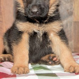 German Shepherds from Von der Otto German Shepherds