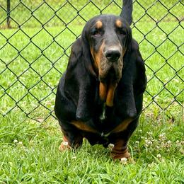 Blanche - Basset Hound