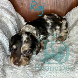 Raj - Dapple male Dachshund puppy in Noble, Oklahoma from Marissa's Dachshunds (BooneDox Mini Dachshunds)