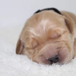 Australian Shepherd and Golden Retriever Puppies from Sterling Valleys Goldens and Aussies