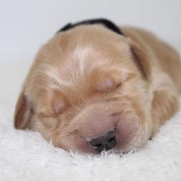 Australian Shepherd and Golden Retriever Puppies from Sterling Valleys Goldens and Aussies