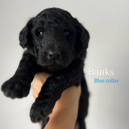 Banks (Blue collar) - Silver male Poodle puppy in Batavia, Ohio from The Livezey Standard-CKCS and Standard Poodles