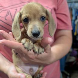 4 Mowgli - Cream male Dachshund puppy in Central Point, Oregon from MRS Long Dog Ranch