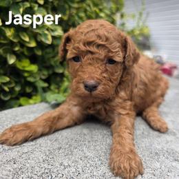 Jasper - Red male Bernedoodle puppy in Blackfoot, Idaho from Draper Mountain Doodles