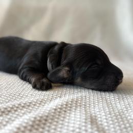 Batman - Black and cream male Dachshund puppy in Greenfield Center, New York from Ridgeview Springers & Dachshunds
